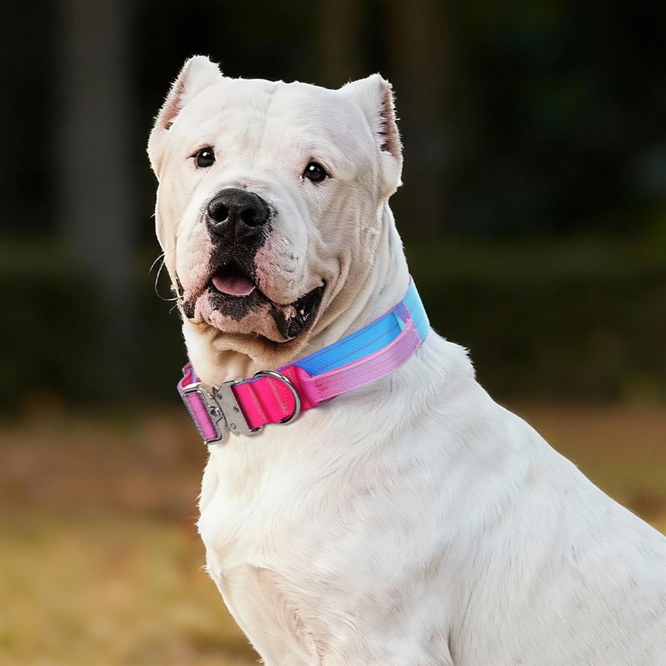 Colorful Nylon Pet Collar suppliers